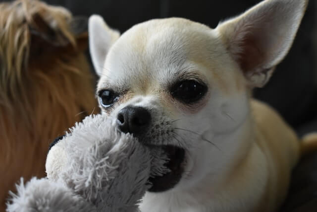 Why Are Chihuahuas So Mean?