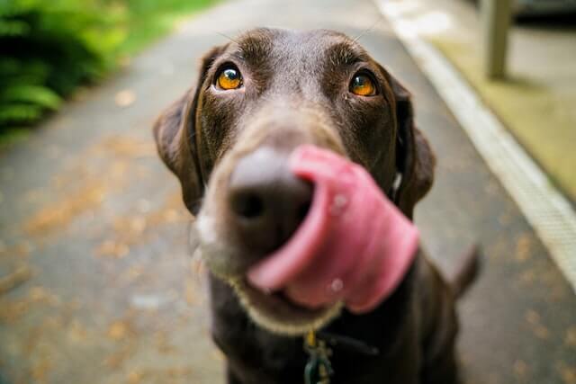 What It Means When a Dog Licks Its Lips