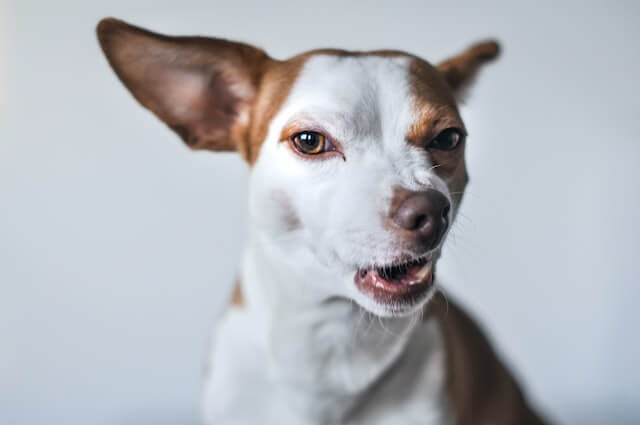 Why Is My Dog Growling At Nothing? 9 Main Reasons