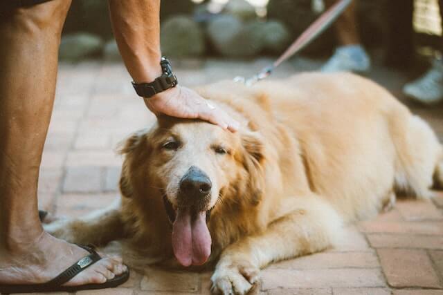 what does it mean when a dog licks your feet