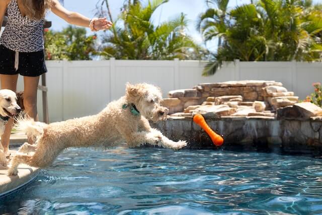 squeak toys for dogs