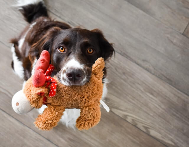 why do dogs like the sound of squeaky toys