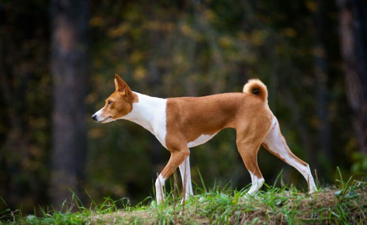 Basenji