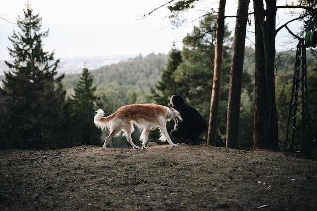 Borzoi