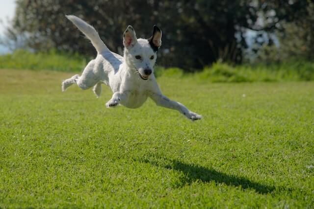 dog obsessively chasing tail